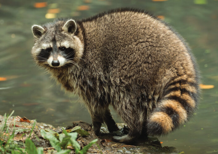Fur Trapping Animals Humanely
